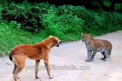 حمله پلنگ به یک سگ و واکنش دیدنی هر دو!