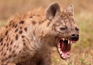 حمله کفتارها به کرگدن در حیات وحش