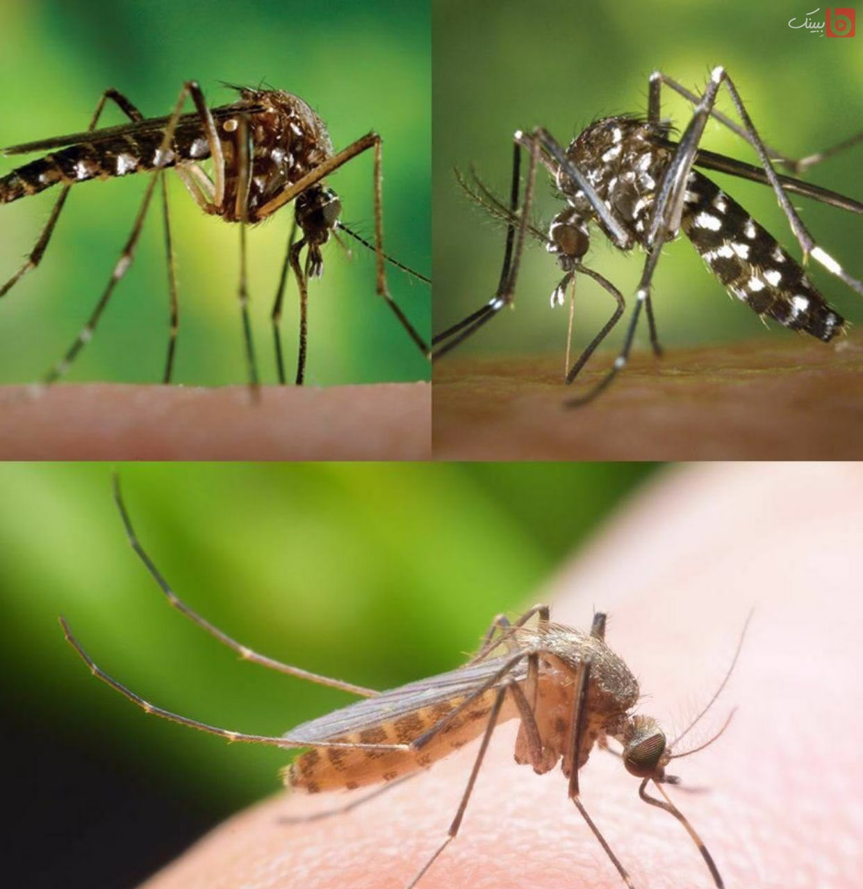 سریع ترین جفت گیری حیوانات