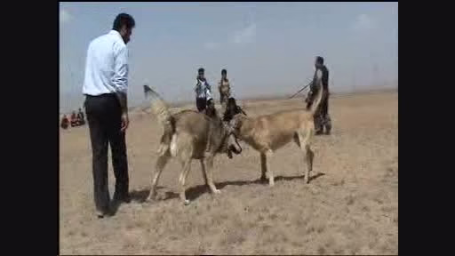 سگ سرابی جنگ