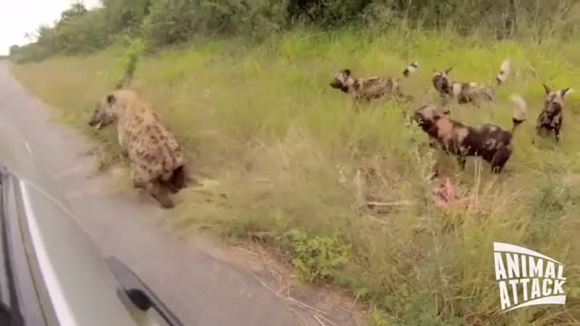 جنگ سگ های وحشی آفریقایی با کفتار