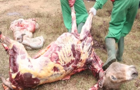 محل ذبح الاغ ها برای فروش گوشتش کجاست