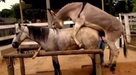 جفتگیری خر با اسب