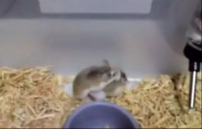 جفت گیری همستر