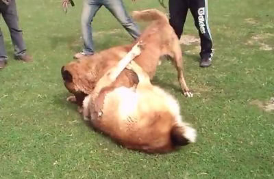 جنگ سگ ها در رشت