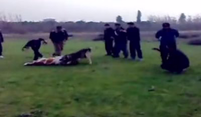 جنگ سگ ها در مازندران