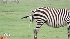 زایمان گورخر