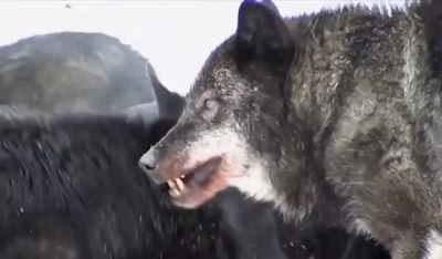 جنگ سگ ها با گربه سانان / شکار سگ ها توسط گربه سانان