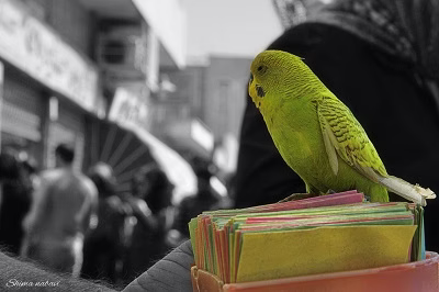 فال پرندگان