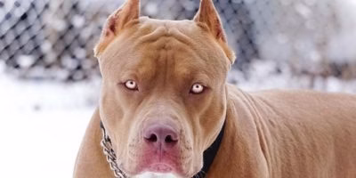 cocuk-parkinda-pitbull-dehseti-yuzune-