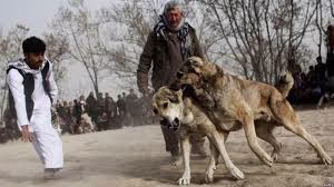 جنگ سگ افغان