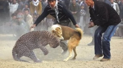 جنگ سگ با پلنگ