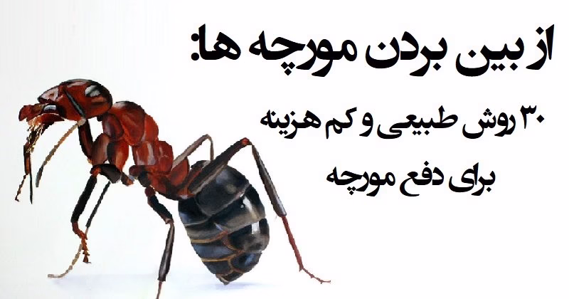 از-بین-بردن-مورچه-ها-2