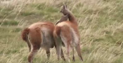 جفت گیری شتر