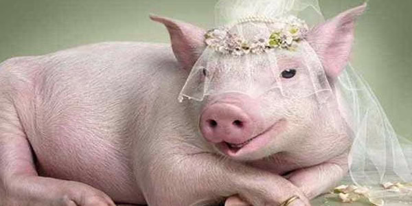 مضرات و علت حرام بودن گوشت خوک در قرآن چیست