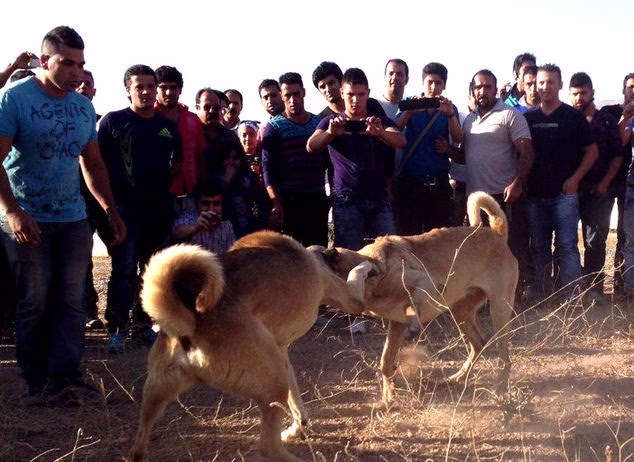 جنگ خونین و وحشیانه دو سگ سرابی در ایران!