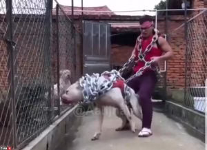 باورتون میشه این سگه یا اژدها ؟! سگ غول پیکر فوق وحشی