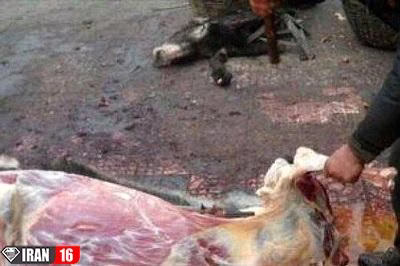 فیلم | قصابی چندین راس الاغ در اصفهان (۱۴+)