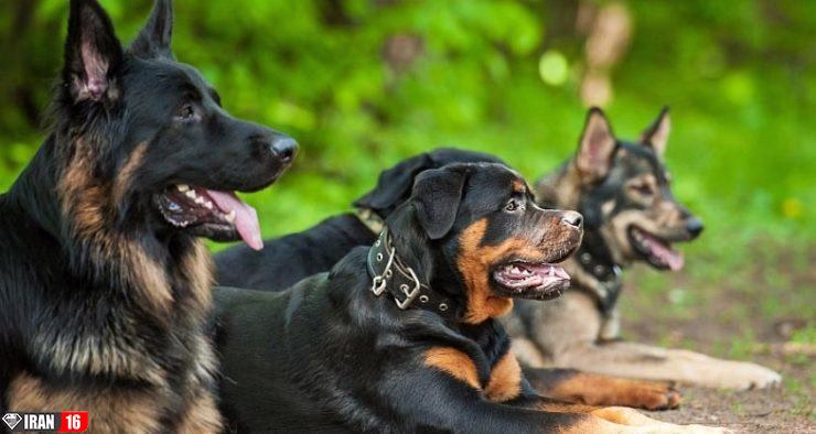 بزرگترین و بهترین نژاد سگ ها در دنیا