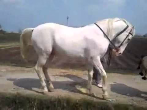 رقص اسب اصیل ایرانی سفید سیاه