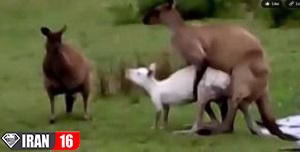 جفت گیری کانگورو