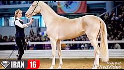 خوشکلترین اسب های دنیا