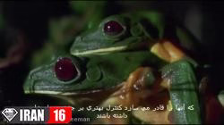 رفتار عجیب حیوانات در فصل جفت گیری