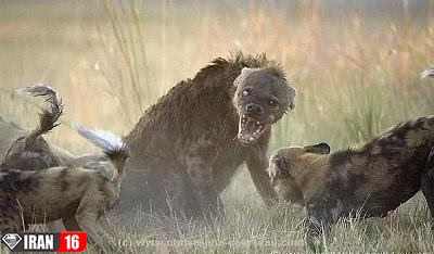 شکار های لحظه ای از حیوانات وحشی