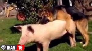 فیلم جفت گیري سگ و خوک