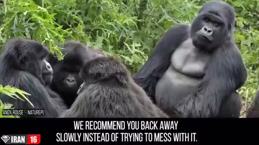 فیلم جفت گیری گوریل ها در حیات وحش