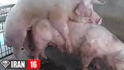 فیلم جفت گیري سگ و خوک