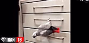 بانمک های دوست داشتنی