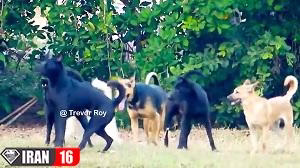 جفتگیری سگهای خیابانی