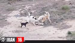 جنگ و نبرد گروهی از سگ های وحشی با یک گرگ