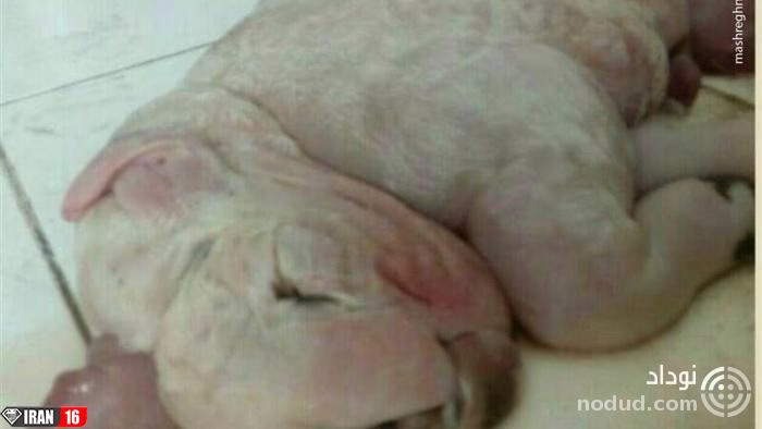 موجود عجیب الخلقه و ترسناک