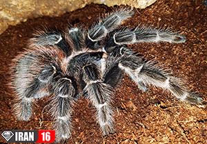 حشره ای که قاتل مارهاست