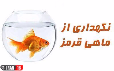 نگهداری از ماهی قرمز عید