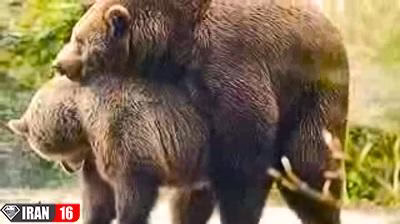 جفت گیری خرس گریزلی