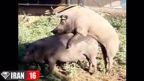 جفت گیری گراز ها ( خوک وحشی )