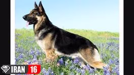 دانستنی جالب در مورد سگ ها