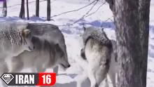 گرگها هنگام جفتگيري️️️