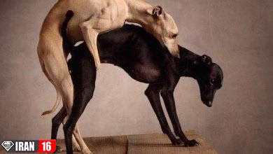 فیلم خفن جفتگیری سگ ها – جفت گیری سگ