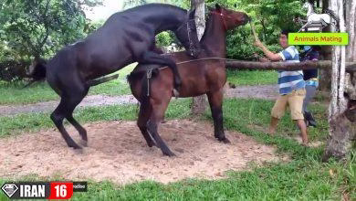 فیلم کامل جفتگیری اسب ها