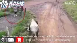 محافظت سگها از صاحبشان در برابر حمله گاو وحشی