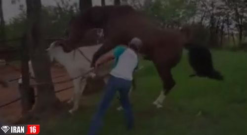 کلیپ جفتگیری اسب نر و خر ماده جدید