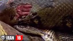 آناکوندا به شکار می رود! | قدرت نمایی بزرگترین مار جهان