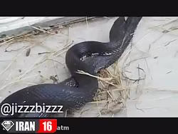 جفت گيري مار