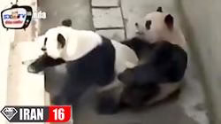 جفت گيري پاندا