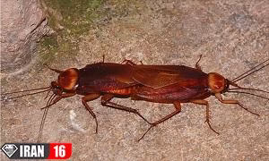 جفت گیری سوسک