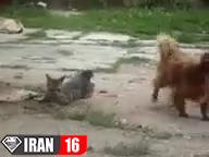 جفتگیری سگ و گربه